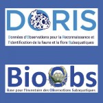 dorisbioobs